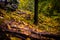 Autumn glade with multi-colored trees