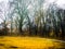 Autumn glade, trees and road