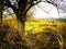 Autumn glade, trees and road