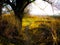 Autumn glade, trees and road