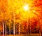 Autumn gold birch Background