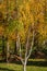 Autumn gold birch. White birch trunks on the background of yellow foliage of trees. Joyful sunny day.