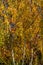 Autumn gold birch. White birch trunks on the background of yellow foliage of trees. Joyful sunny day. E