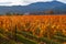 An Autumn of Gold Napa Valley