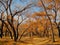 Autumn Gold in the Rio Grande River Valley, New Mexico