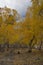 Autumn / Gold Trees in a park