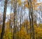 Autumn golden forest, forest park, tall and low trees