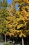 Autumn golden ginkgo leaves in autumn