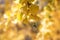 Autumn golden ginkgo leaves closeup
