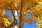 Autumn golden ginkgo leaves outdoors