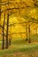 Autumn Golden Ginkgo Maidenhair Trees Virginia