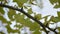 autumn golden ginkgo trees leaves in the park of autumn color against clear blue sky. The leaves and branches of ginkgo trees