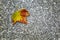 Autumn golden leaf of a tree on the pavement. Background. Space for text