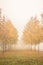 Autumn golden trees in fog