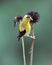 Autumn Goldfinch