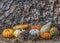 Autumn Gourd Assortment and Pine Tree Trunk