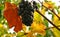 Autumn, grapes and yellow leaves