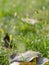 Autumn grass fallen walnut leaf, closeup, partial focus, blurred background. The park. Space for text