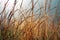 Autumn Grass Field. Blue Sky. Morning Misty Meadow. Orange Grass.