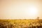 Autumn grass field, golden nature abstract background concept, soft focus, bokeh, warm tones