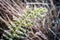 Autumn grass frozen and turned white, frosty weather, selective focus