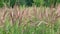 Autumn grass on the meadow swaying from the wind, selective focus.