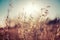 Autumn grass and wildflower background with sunlight