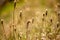 Autumn grasses grow in the meadow