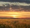 Autumn grassland