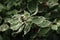 Autumn green garden leaf background shot of harvesting with berries branch of cornus tree.