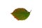 An autumn green leaf of wild grape with yellowing edges, without a background.