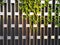 Autumn green leaves of wild climbing grapes on city fence. Geometric metal fence and green autumn leaves background