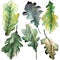 Autumn green oak leaf. Leaf plant botanical garden floral foliage. Isolated illustration element.