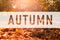 Autumn, greeting text on colorful fall leaves