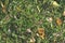 Autumn ground background with growing green moss and low grass with scattered fallen yellow leaves.