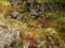 Autumn Ground Cover in Southwest Iceland