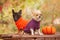 Autumn, Halloween, animals. Two small Chihuahua dogs in orange and purple sweaters next to a pumpkin