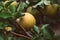 Autumn harvest of apples in California