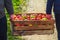 Autumn harvest apples wooden crate box carried people hand