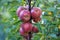 Autumn harvest brings abundance of fruit. Red apples ripe on tree. Autumn garden or orchard. Apple cultivation