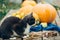 Autumn harvest, cat is guarding the vegetables, close-up