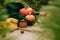 Autumn harvest, corn, orange pumpkin, apples, nuts, red berries on a brown wooden board 1