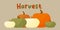 autumn harvest. different pumpkins, the phrase Harvest