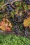 Autumn Harvest Grapevine Bunch