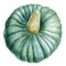 Autumn harvest, green pumpkin on an isolated white background, watercolor drawing
