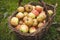 Autumn harvest of juicy and edible apples from a country apple orchard. An ancient tool for picking apples from remote places on