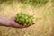 Autumn harvest. Large ripe bunch of grapes. Male hand holds bunch of grapes on blurry background of dry yellow grass.