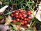 Autumn harvest nature concept. Fall berries and dry leaves on the grass.