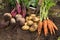 Autumn harvest of organic vegetables on soil in garden. Freshly harvested carrot, beetroot and potato