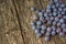 Autumn harvest. Plums on a rustic wooden background. Perfect plum. Lonely in the crowd - concept image.